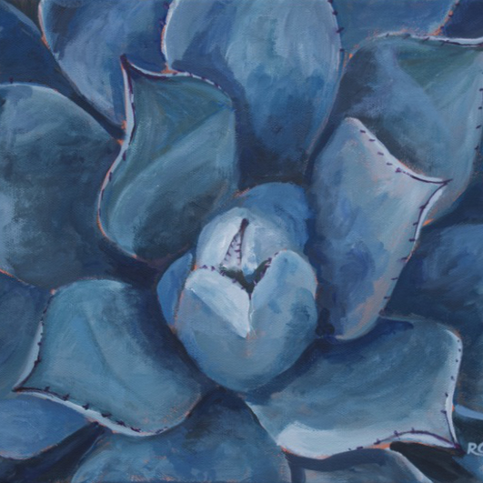 Close-up of a butterfly agave. This cactus grows as a symetrical rosette with silvery blue leaves that have reddish edges.