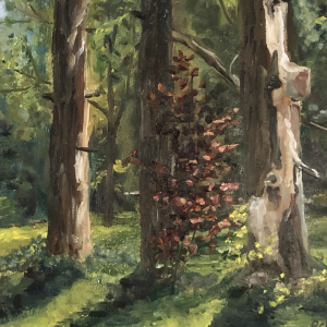 A group of pine trees in the early morning on the grounds of the McMichael Canadian Art Collection in Kleinburg, Ontario.