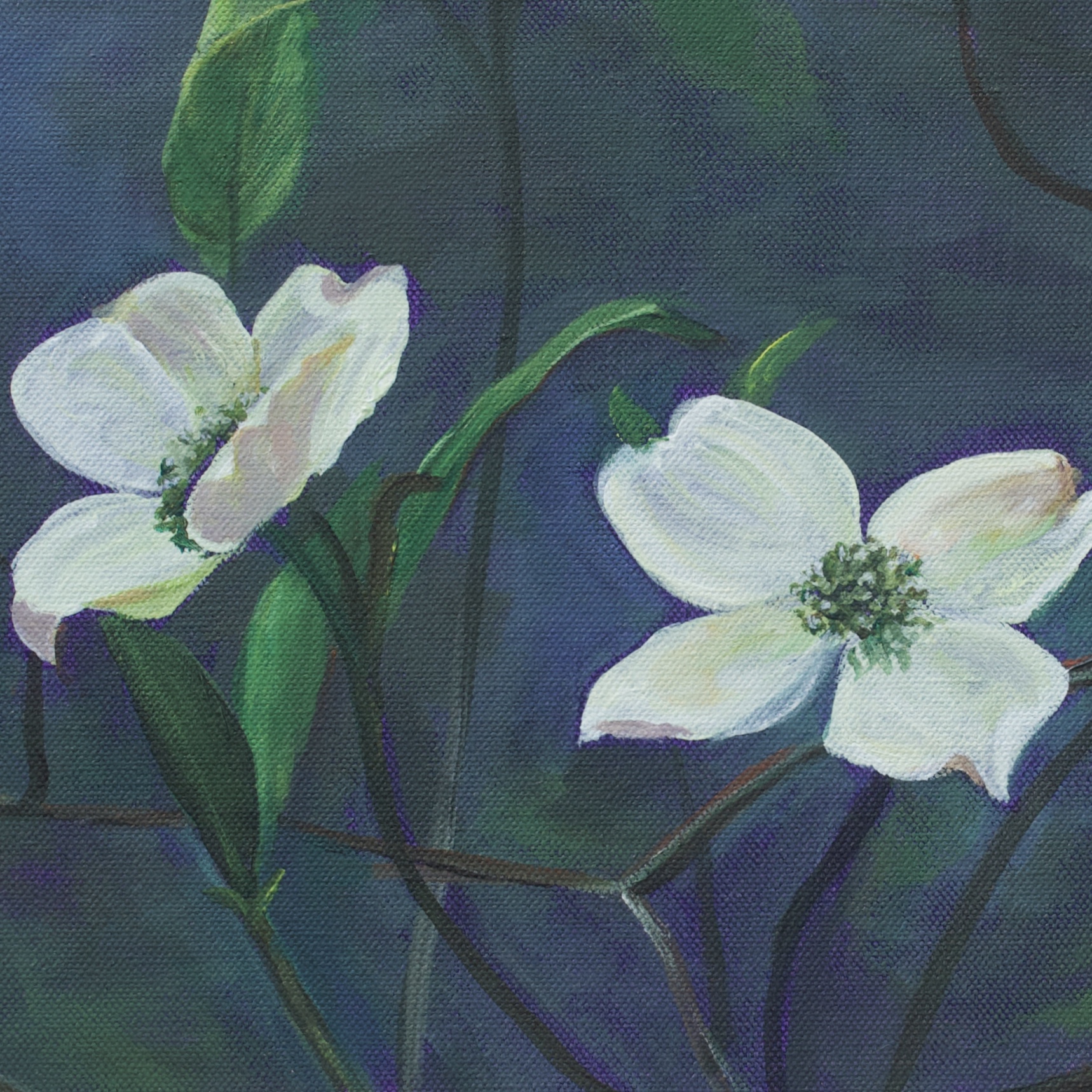 Two white dogwood flowers on a very dark blueish purple background.