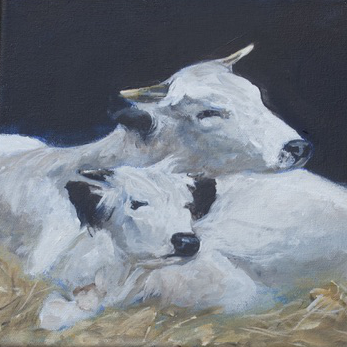 Two young white cows lying together in a pile of hay. They are both looking to the right of the p