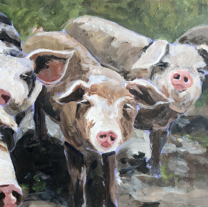 Four pigs lined up in a row all looking at the viewer.
