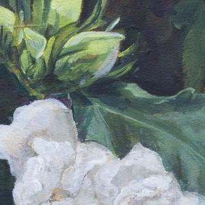 White Rose of Sharon blooms set amidst dark green folliage.